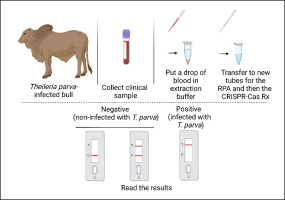 Novel CRISPR-Cas-powered pen-side test for East Coast fever