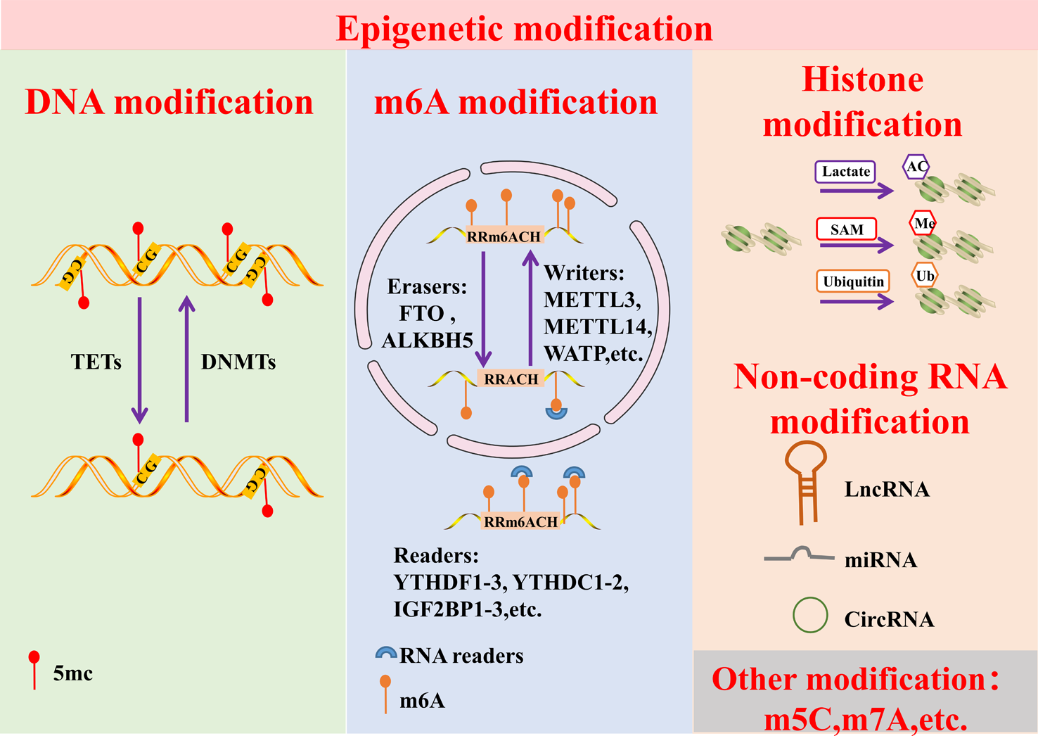 Epigenetic regulation of diverse cell death modalities in cancer: a focus on pyroptosis, ferroptosis, cuproptosis, and disulfidptosis