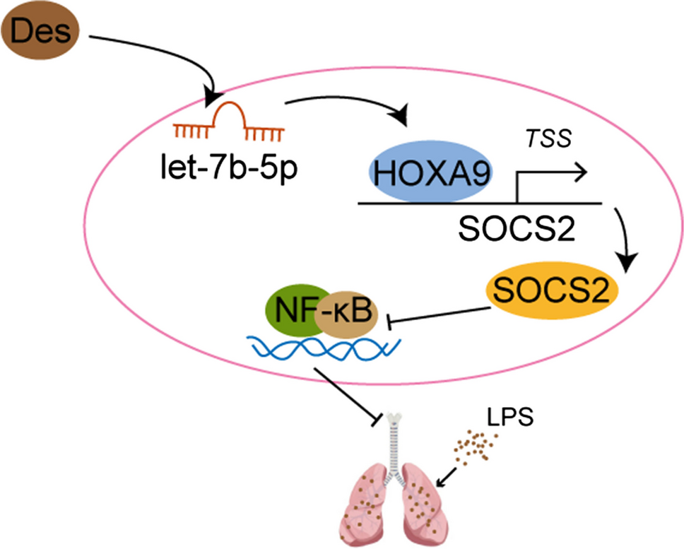 Desflurane alleviates LPS-induced acute lung injury by modulating let-7b-5p/HOXA9 axis