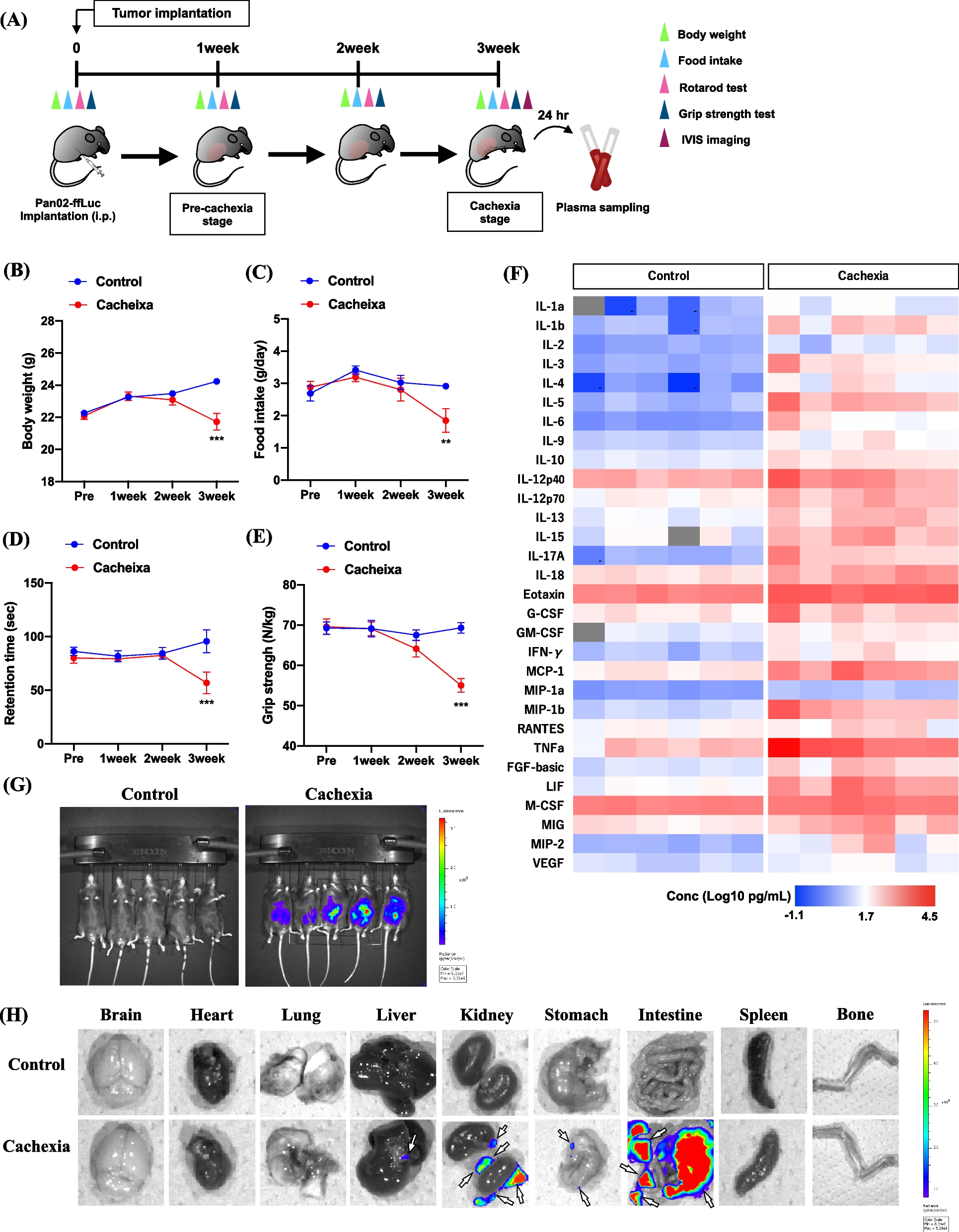 Peripheral-central network analysis of cancer cachexia status accompanied by the polarization of hypothalamic microglia with low expression of inhibitory immune checkpoint receptors