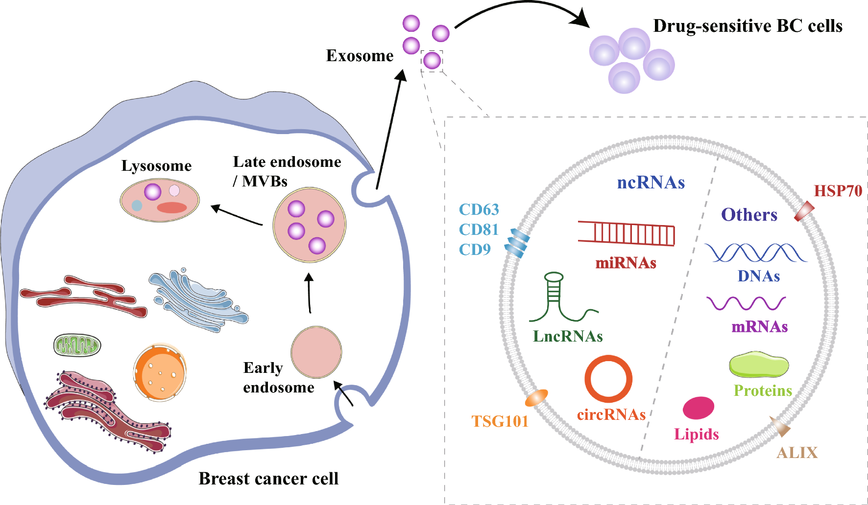 Drug resistance in breast cancer is based on the mechanism of exocrine non-coding RNA