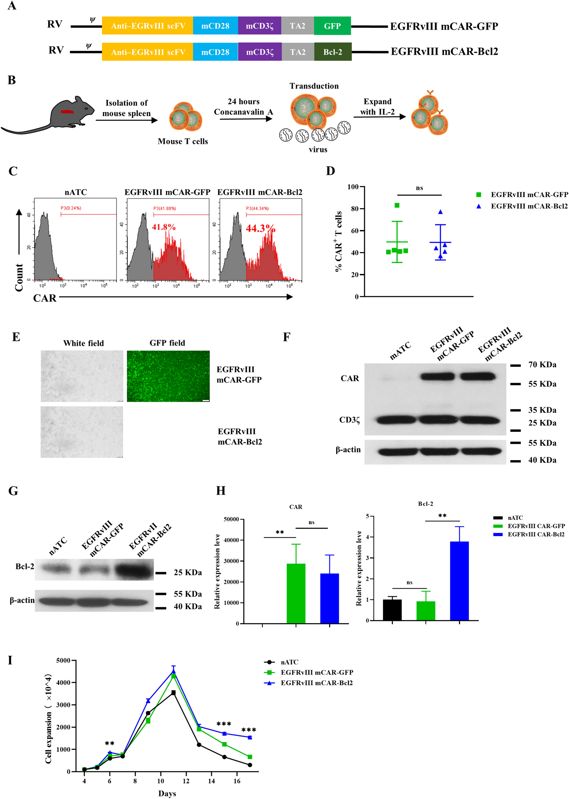 Overexpressing Bcl-2 enhances murine chimeric antigen receptor T cell therapy against solid tumor