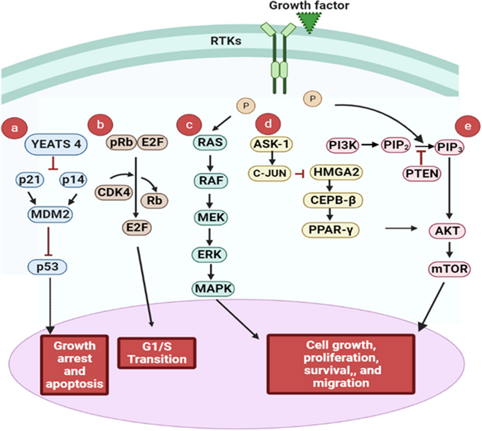 An overview on liposarcoma subtypes: Genetic alterations and recent advances in therapeutic strategies