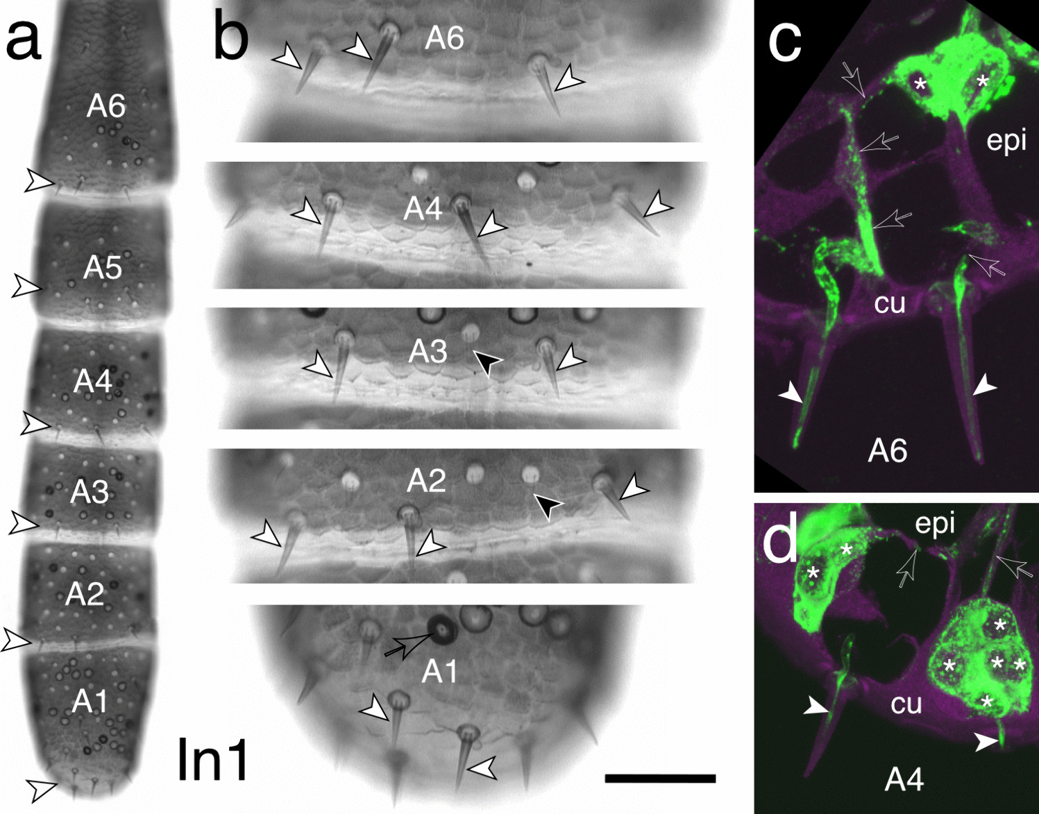 From bristle to brain: embryonic development of topographic projections from basiconic sensilla in the antennal nervous system of the locust Schistocerca gregaria