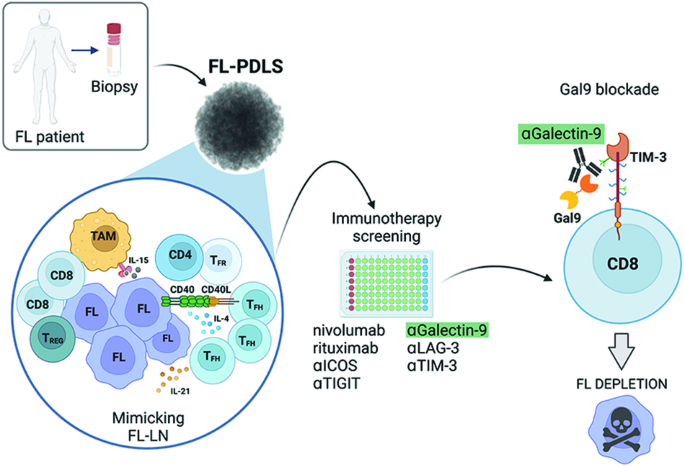 Patient-derived follicular lymphoma spheroids recapitulate lymph node signaling and immune profile uncovering galectin-9 as a novel immunotherapeutic target