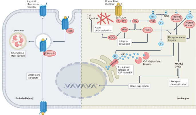 Atypical chemokine receptors in the immune system