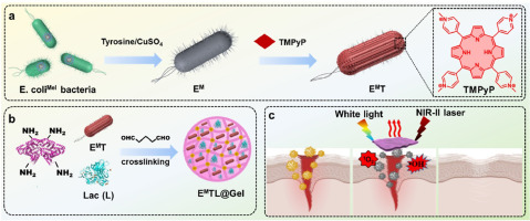Fighting bacteria with bacteria: A biocompatible living hydrogel patch for combating bacterial infections and promoting wound healing