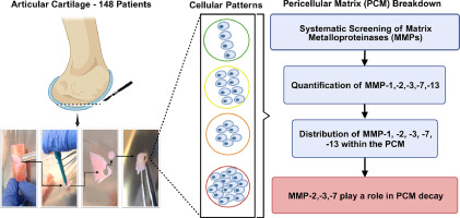 Proteolysis of the Pericellular Matrix: Pinpointing the Role and Involvement of Matrix Metalloproteinases in Early Osteoarthritic Remodeling