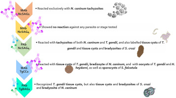 Study of specific immunodominant antigens in different stages of Neospora caninum, Toxoplasma gondii, Sarcocystis spp. and Hammondia spp.