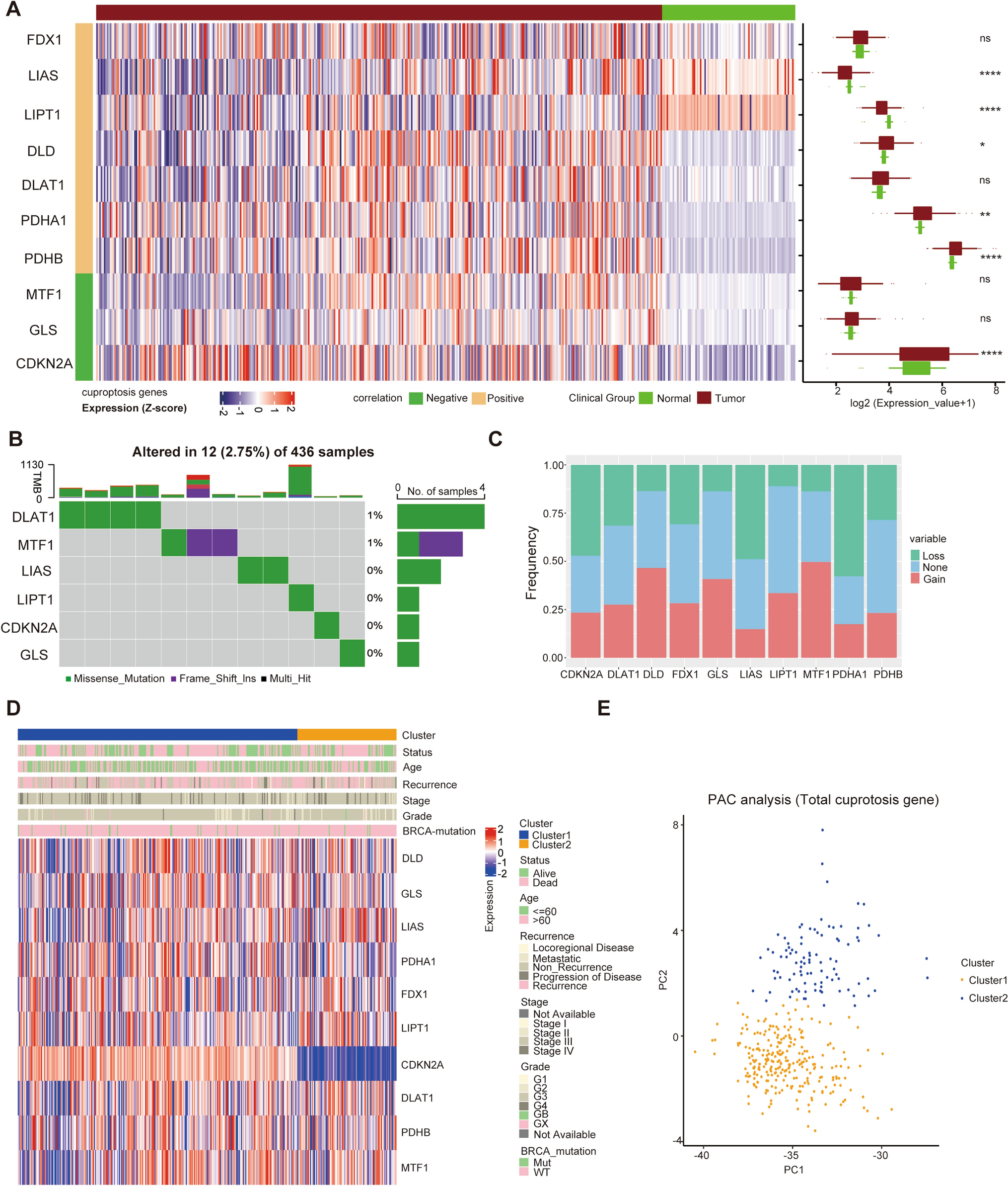 A cuproptosis-related signature predicts prognosis and indicates cross-talk with immunocyte in ovarian cancer