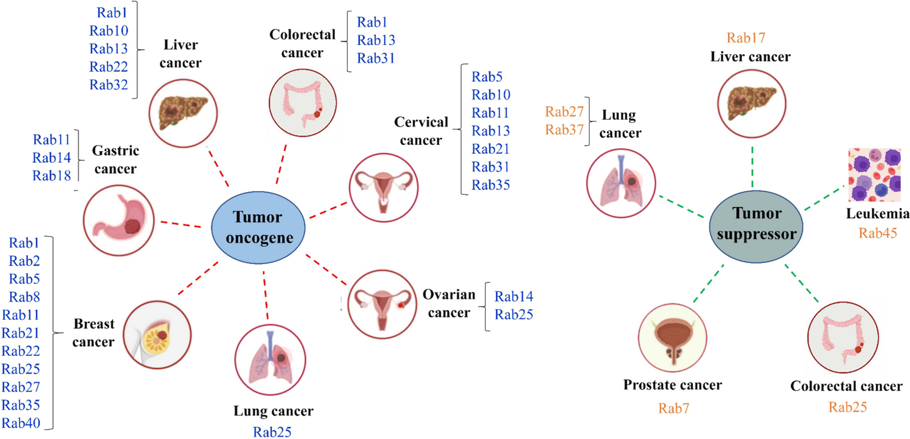 Function and regulation of Rab GTPases in cancers