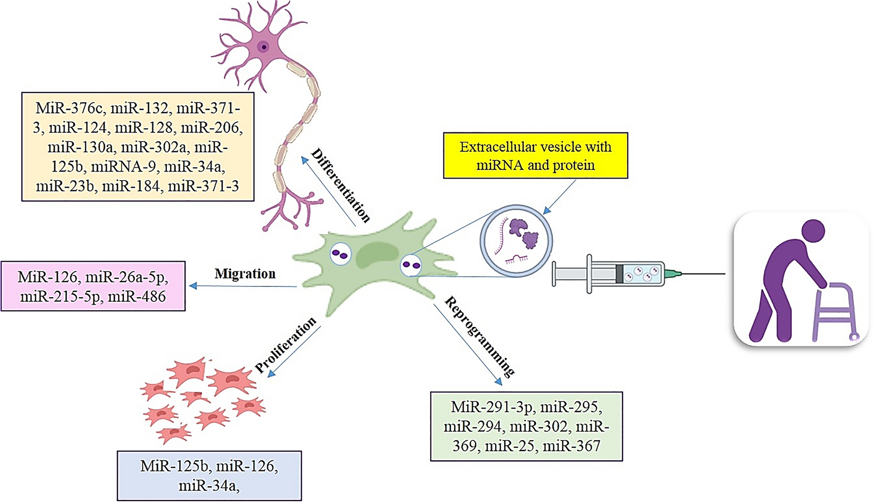 Stem Cell-Derived Exosomal MicroRNAs as Novel Potential Approach for Multiple Sclerosis Treatment