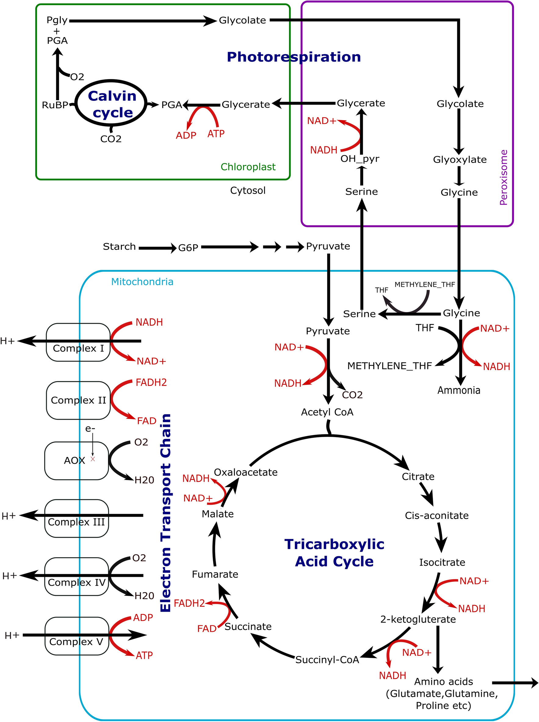 Systems biology of plant metabolic interactions