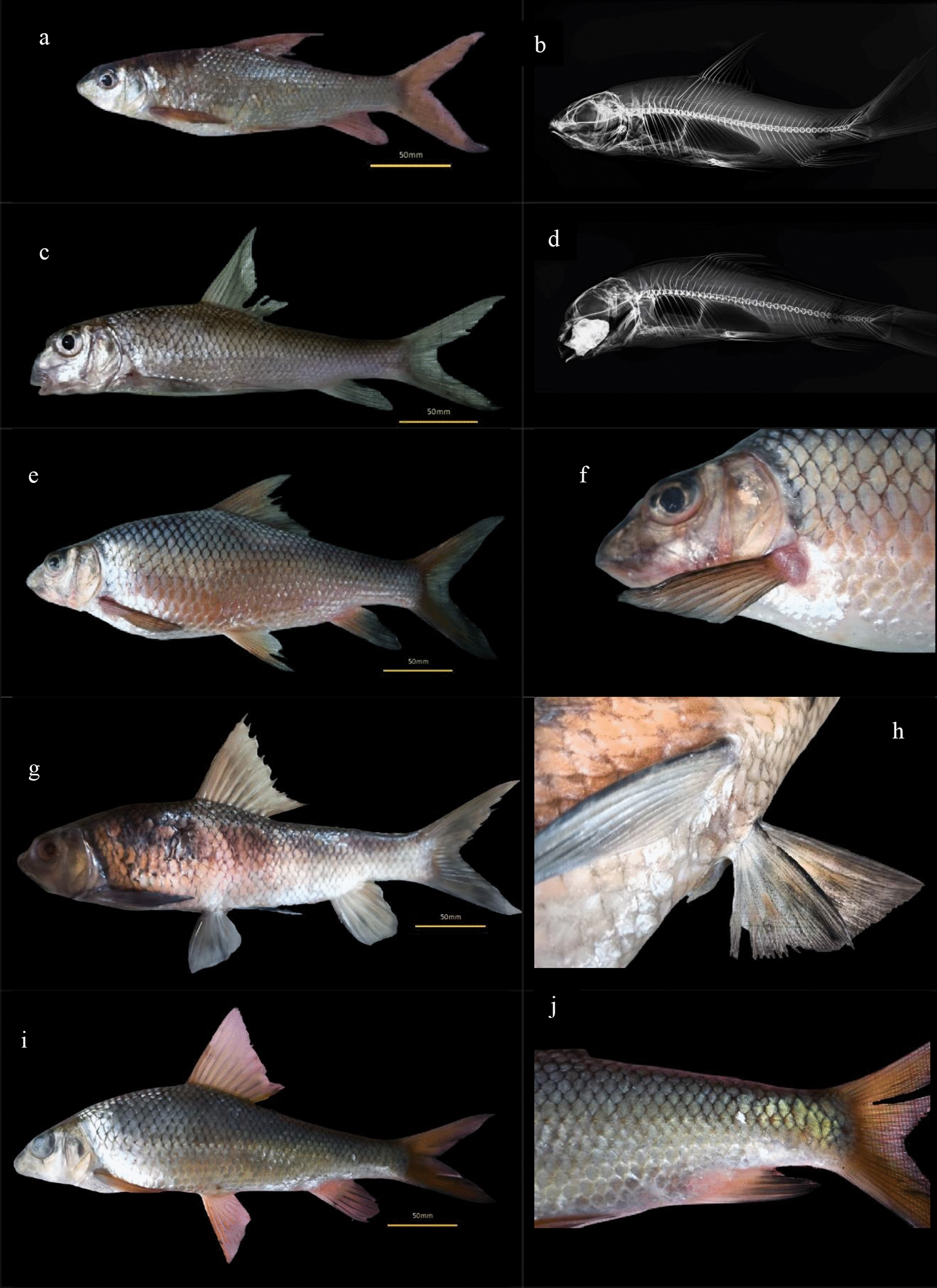 Multiple anomalies in wild-caught fish species Curmuca barb Hypselobarbus curmuca (Hamilton 1807) (Cyprinidae: Cypriniformes) from the Western Ghats of India
