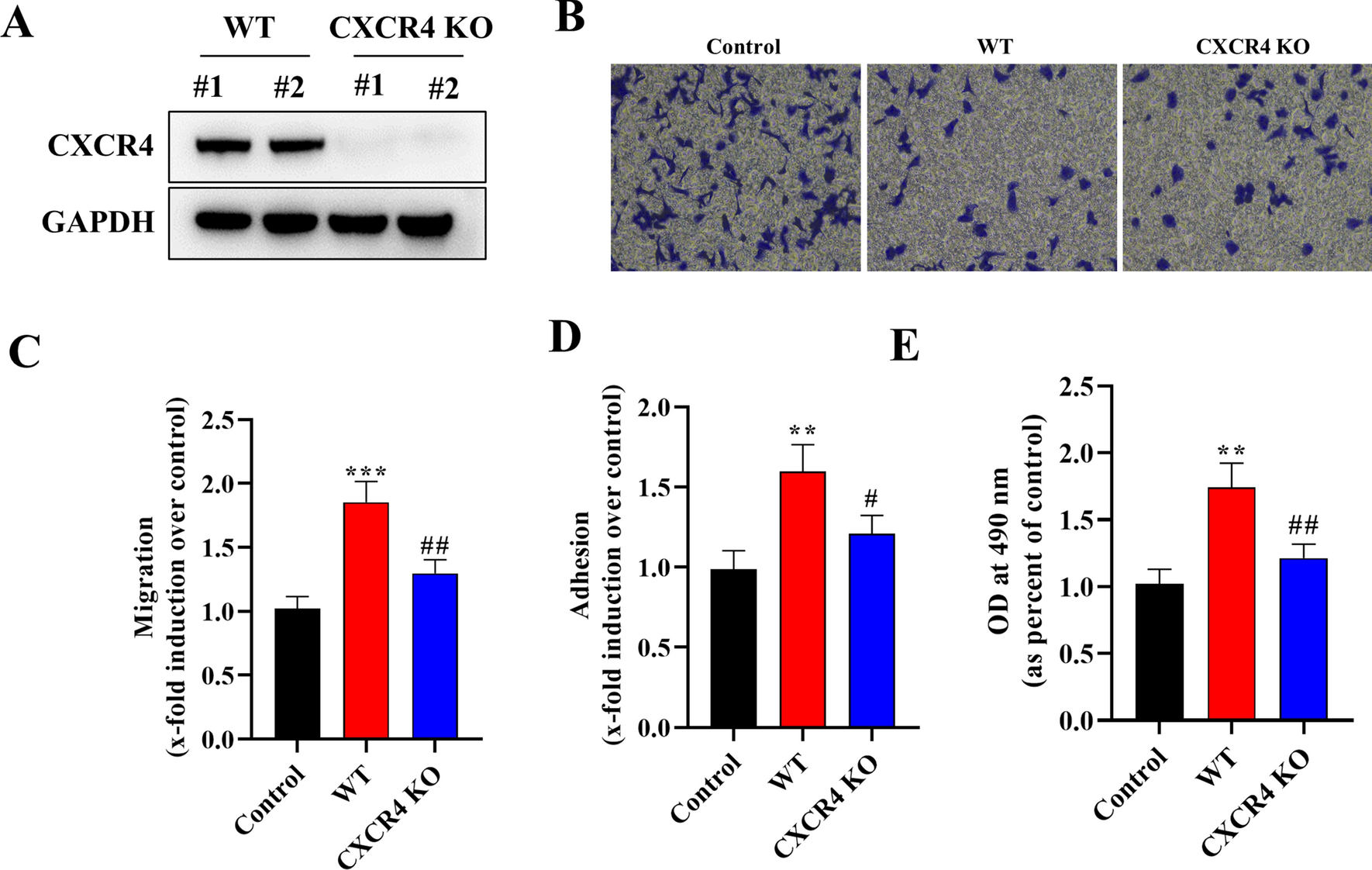 SDF-1 promotes metastasis of NSCLC by enhancing chemoattraction of megakaryocytes through the PI3K/Akt signaling pathway