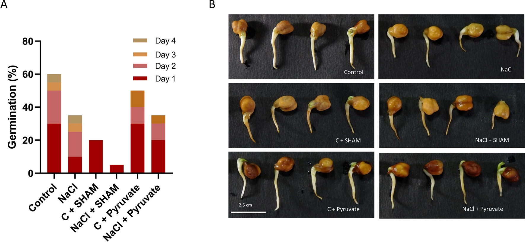 Mitochondrial alternative oxidase pathway helps in nitro-oxidative stress tolerance in germinating chickpea