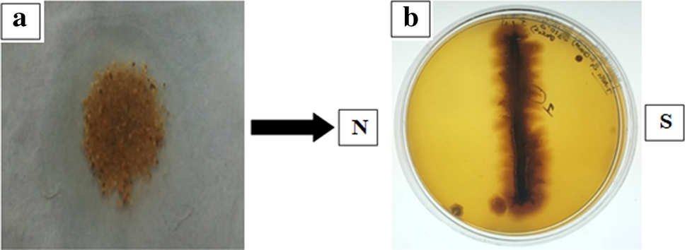 Discovery of antibacterial biogenic magnetosome nanoparticles from Providencia sp. MTBPRB-1: Screening, purification and characterization