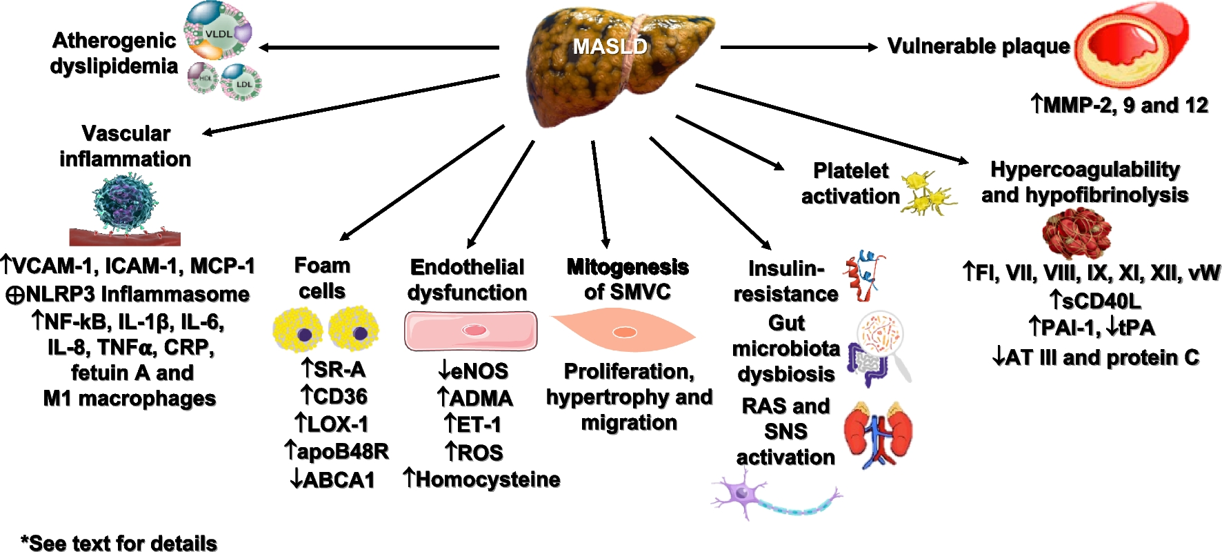Metabolic dysfunction-associated steatotic liver disease and atherosclerosis