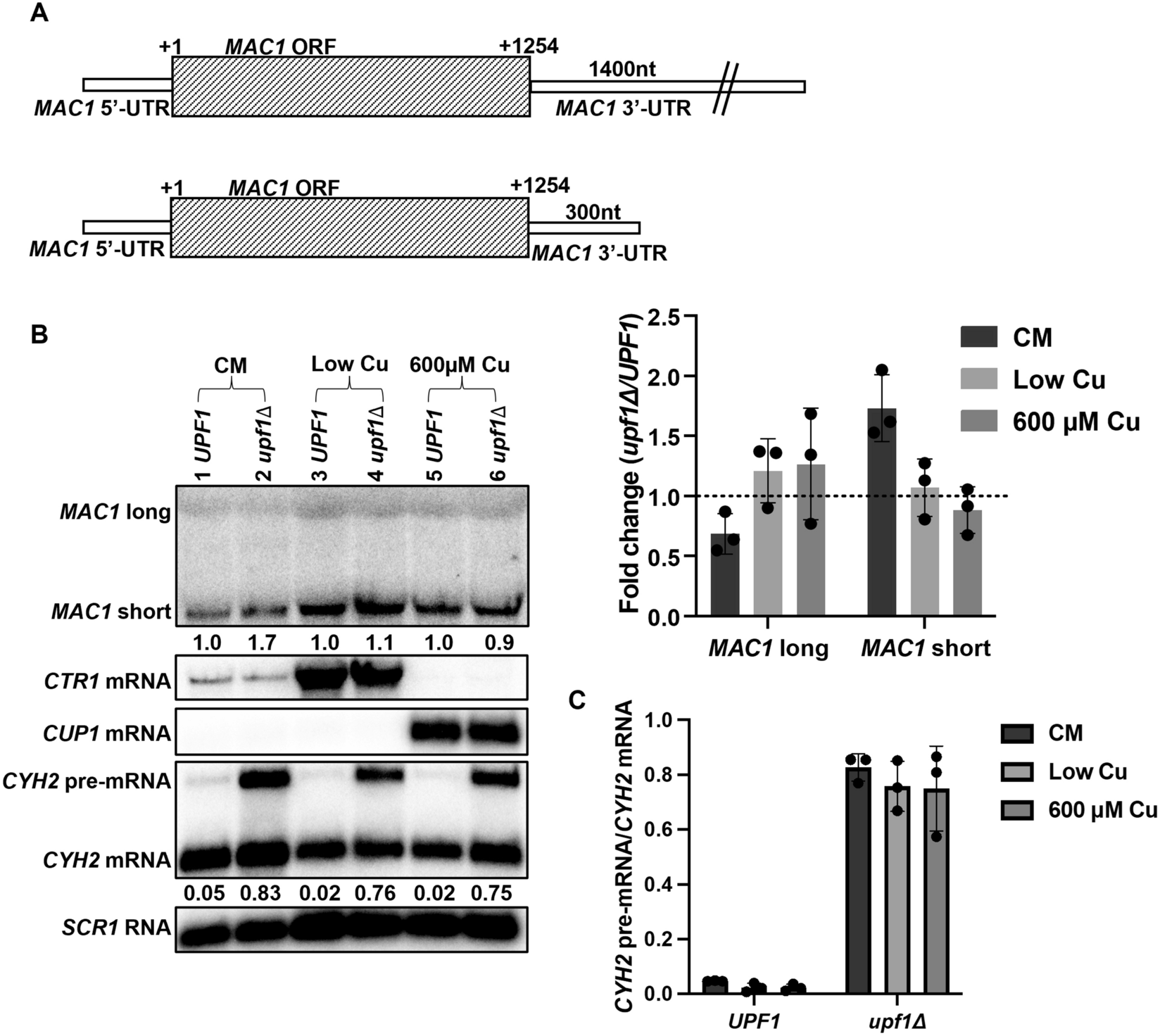 Nonsense-mediated mRNA decay of metal-binding activator MAC1 is dependent on copper levels and 3′-UTR length in Saccharomyces cerevisiae