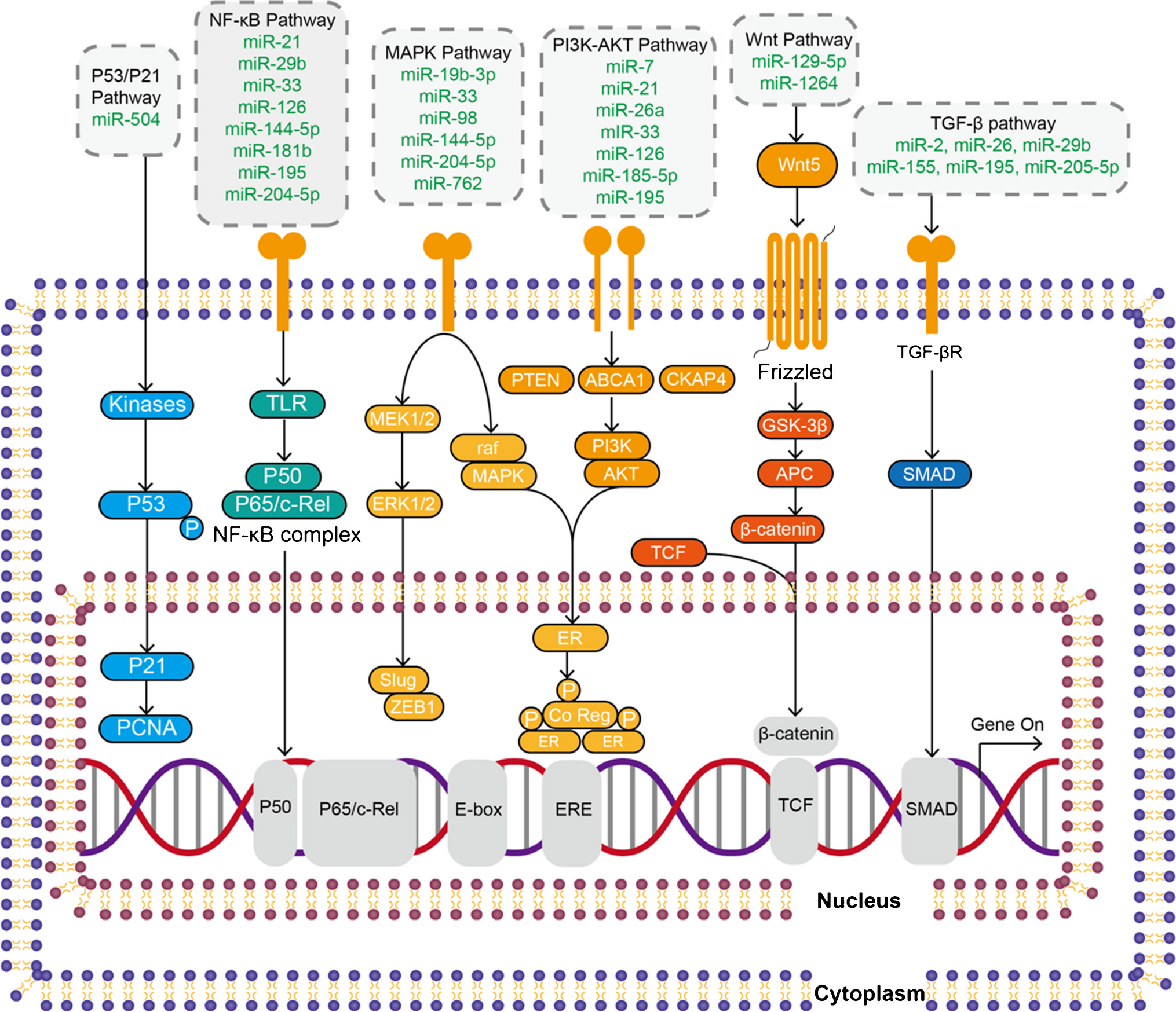 Roles and Mechanisms of miRNAs in Abdominal Aortic Aneurysm: Signaling Pathways and Clinical Insights