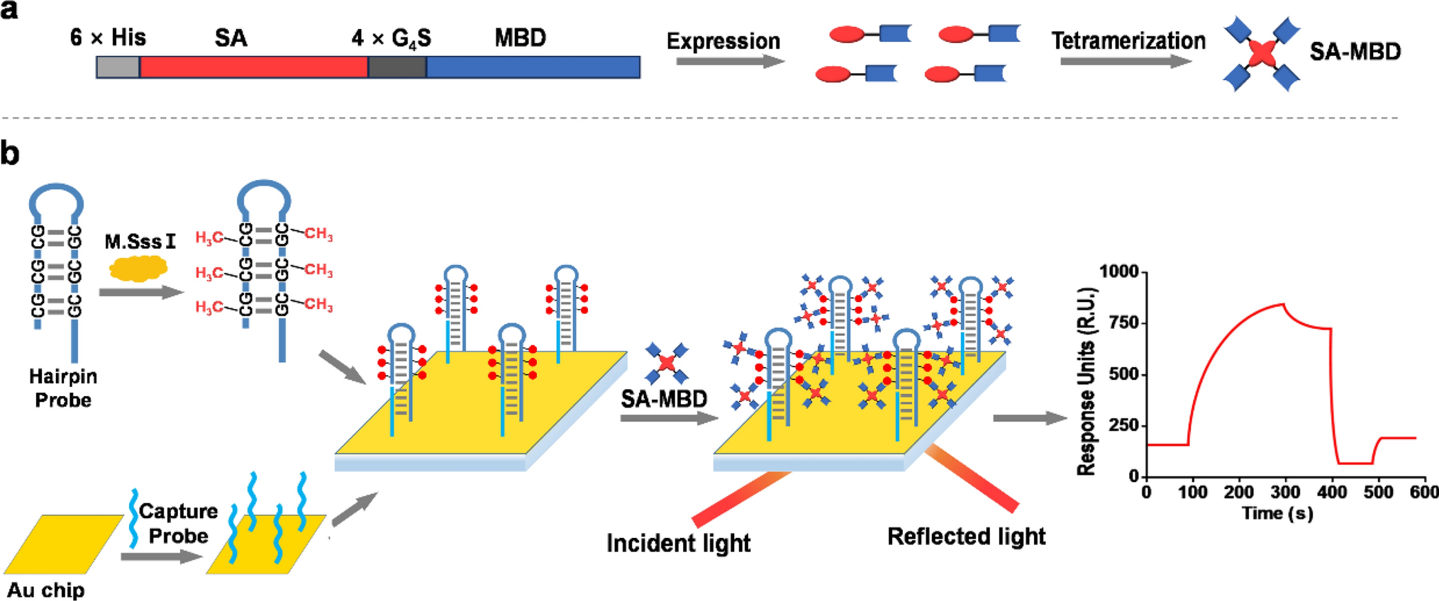 A High-Affinity Methyl-CpG-Binding Protein for Endonuclease-Free and Label-Free DNA Methyltransferase Activity Detection