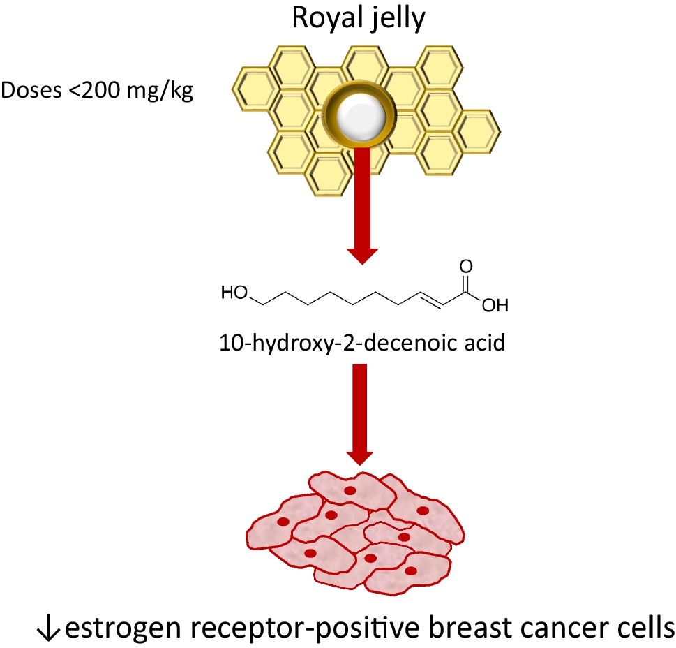 Royal jelly and its hormonal effects in breast cancer: a literature review
