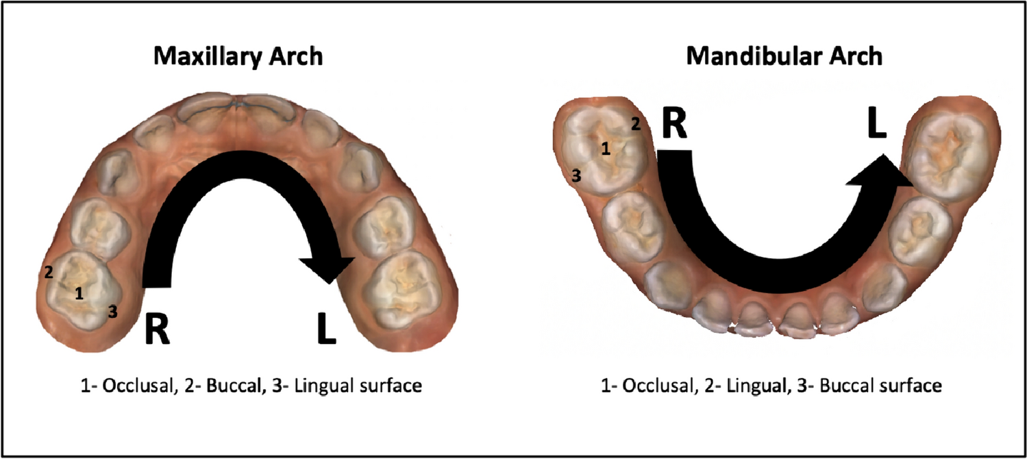 Variation of OXIS contact areas in primary molars among 3–6-year-old children with intraoral digital scanning