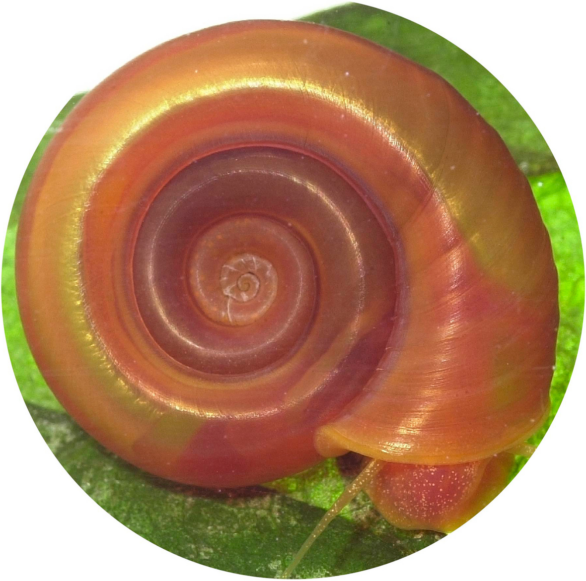Accelerating snail vector genomics