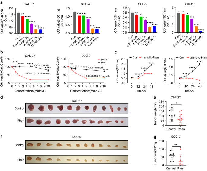 Phenformin activates ER stress to promote autophagic cell death via NIBAN1 and DDIT4 in oral squamous cell carcinoma independent of AMPK