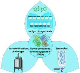 Overview of indigo biosynthesis by Flavin-containing Monooxygenases: History, industrialization challenges, and strategies