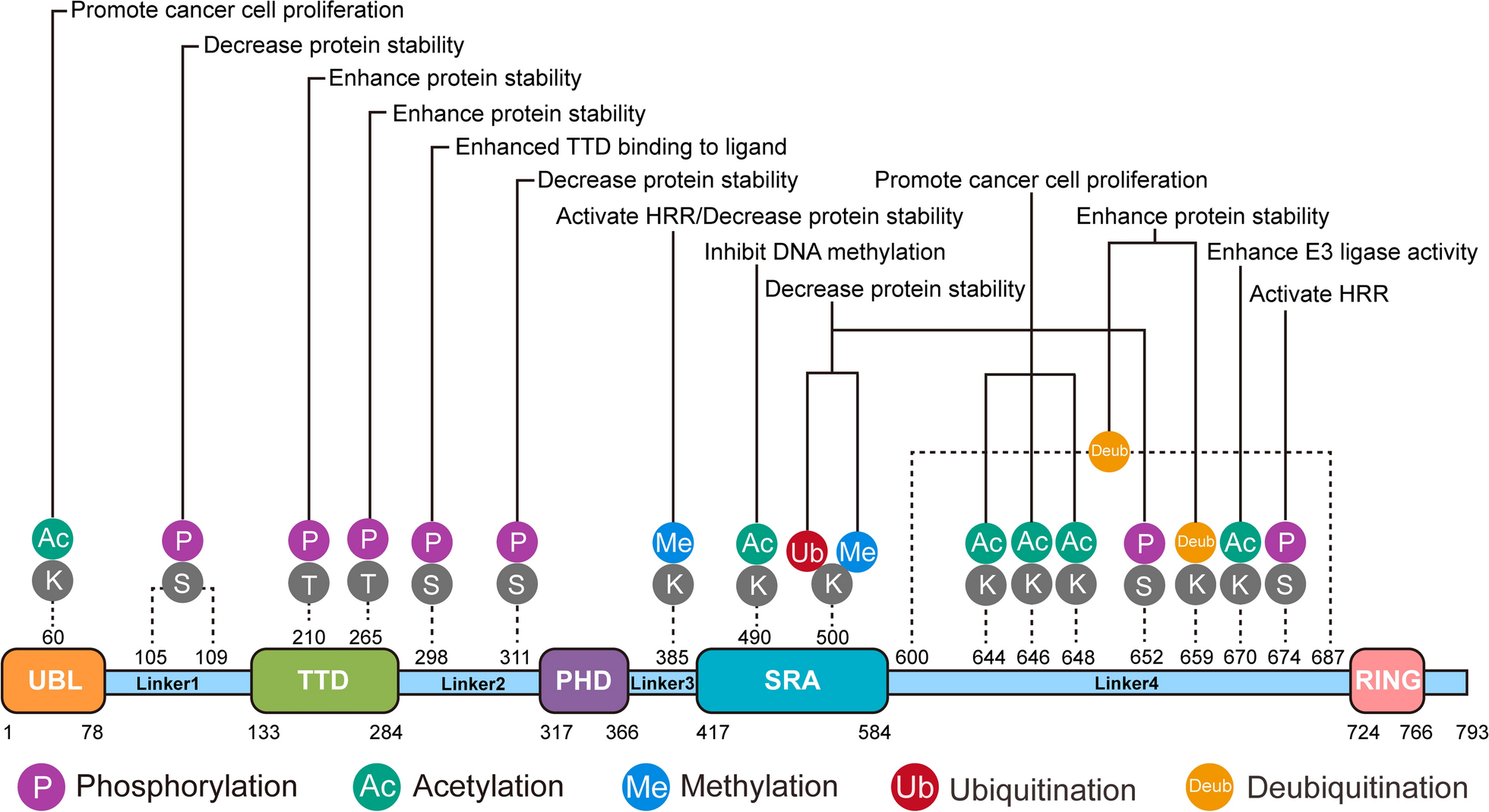 Roles of post-translational modifications of UHRF1 in cancer
