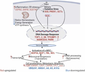 Genetic and epigenetic modulations in toxicity: The two-sided roles of heavy metals and polycyclic aromatic hydrocarbons from the environment