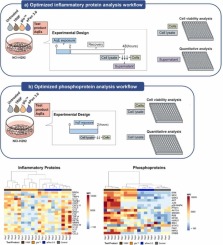 Comparative toxicological assessment of cigarettes and new category products via an in vitro multiplex proteomics platform