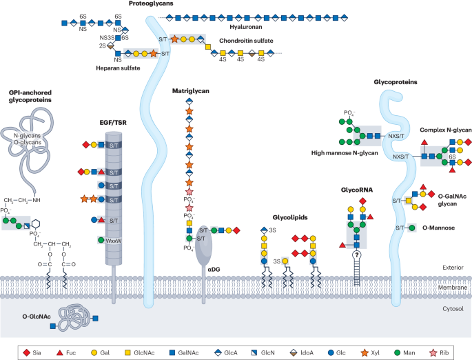 Genetics of glycosylation in mammalian development and disease