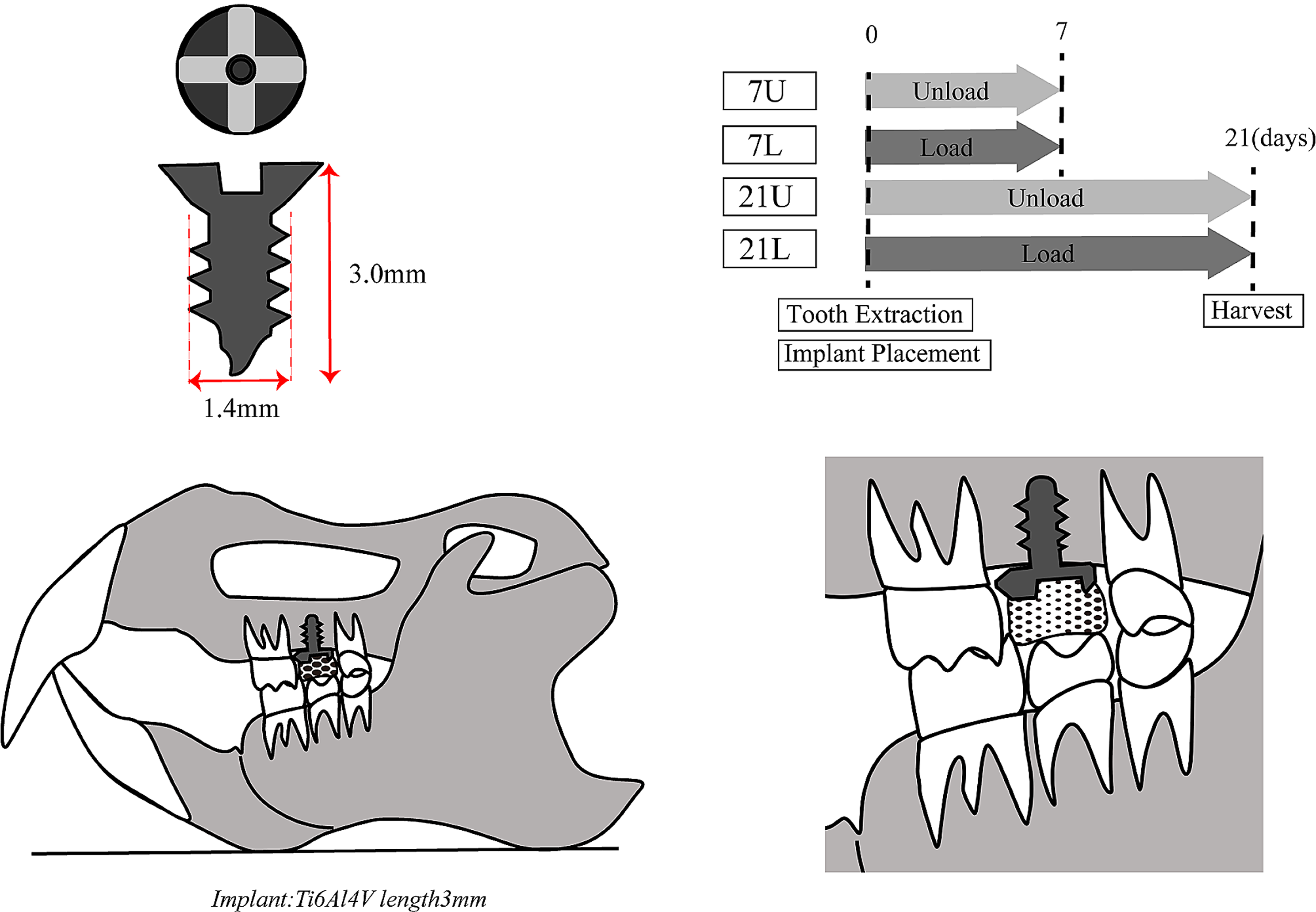 The influence of immediate occlusal loading on micro/nano-structure of peri-implant jaw bone in rats