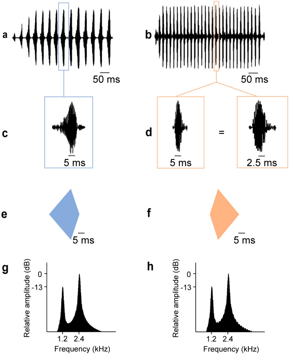 Perceptually salient differences in a species recognition cue do not promote auditory streaming in eastern grey treefrogs (Hyla versicolor)