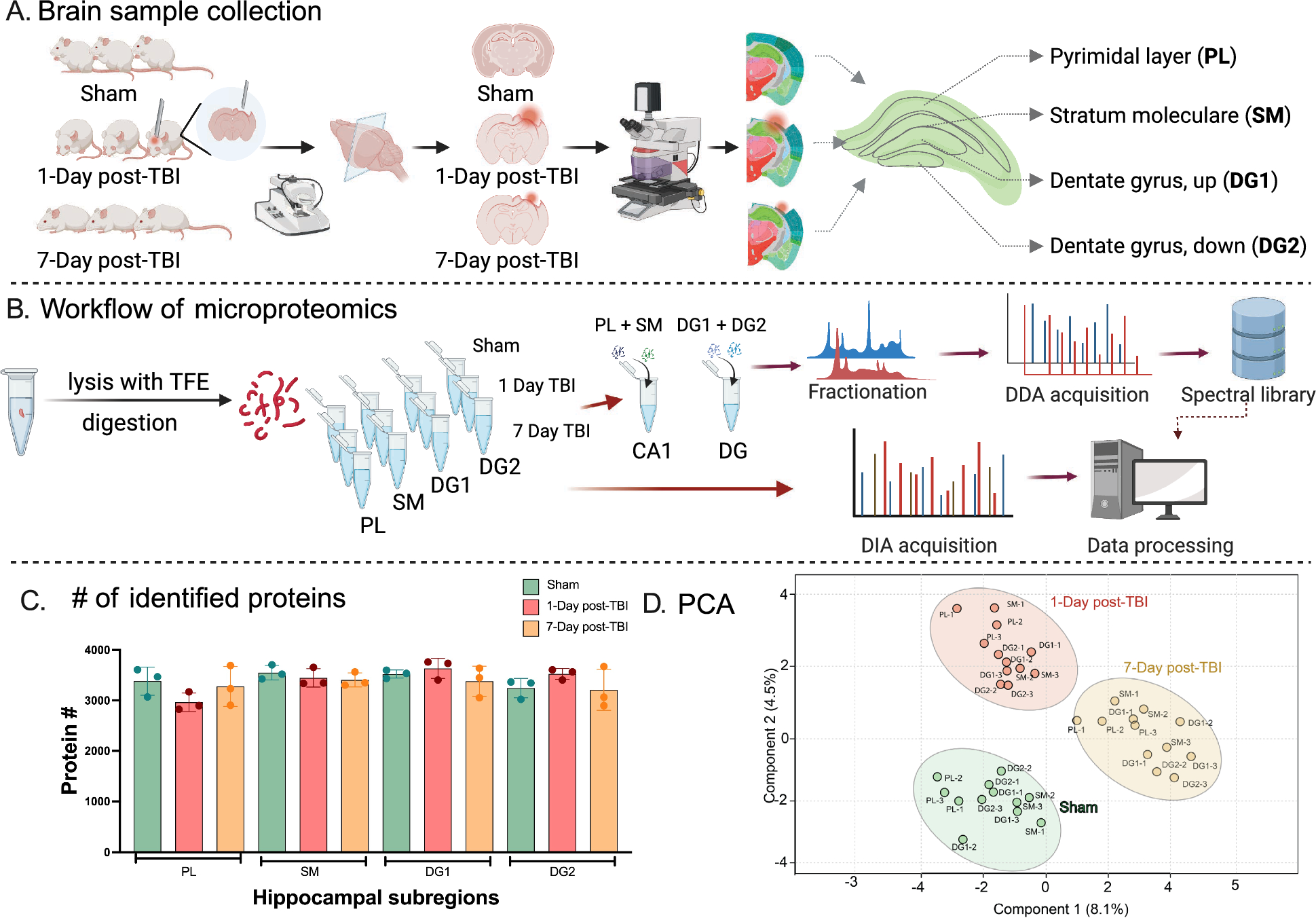 Mapping dynamic molecular changes in hippocampal subregions after traumatic brain injury through spatial proteomics