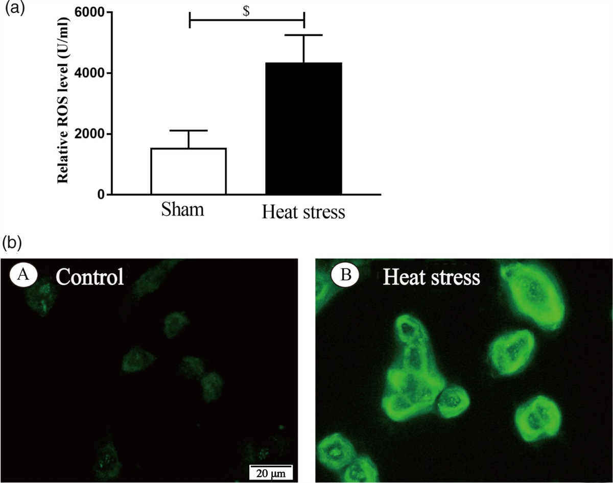 Heat stress induces IL-1β and IL-18 overproduction via ROS-activated NLRP3 inflammasome: implication in neuroinflammation in mice with heat stroke