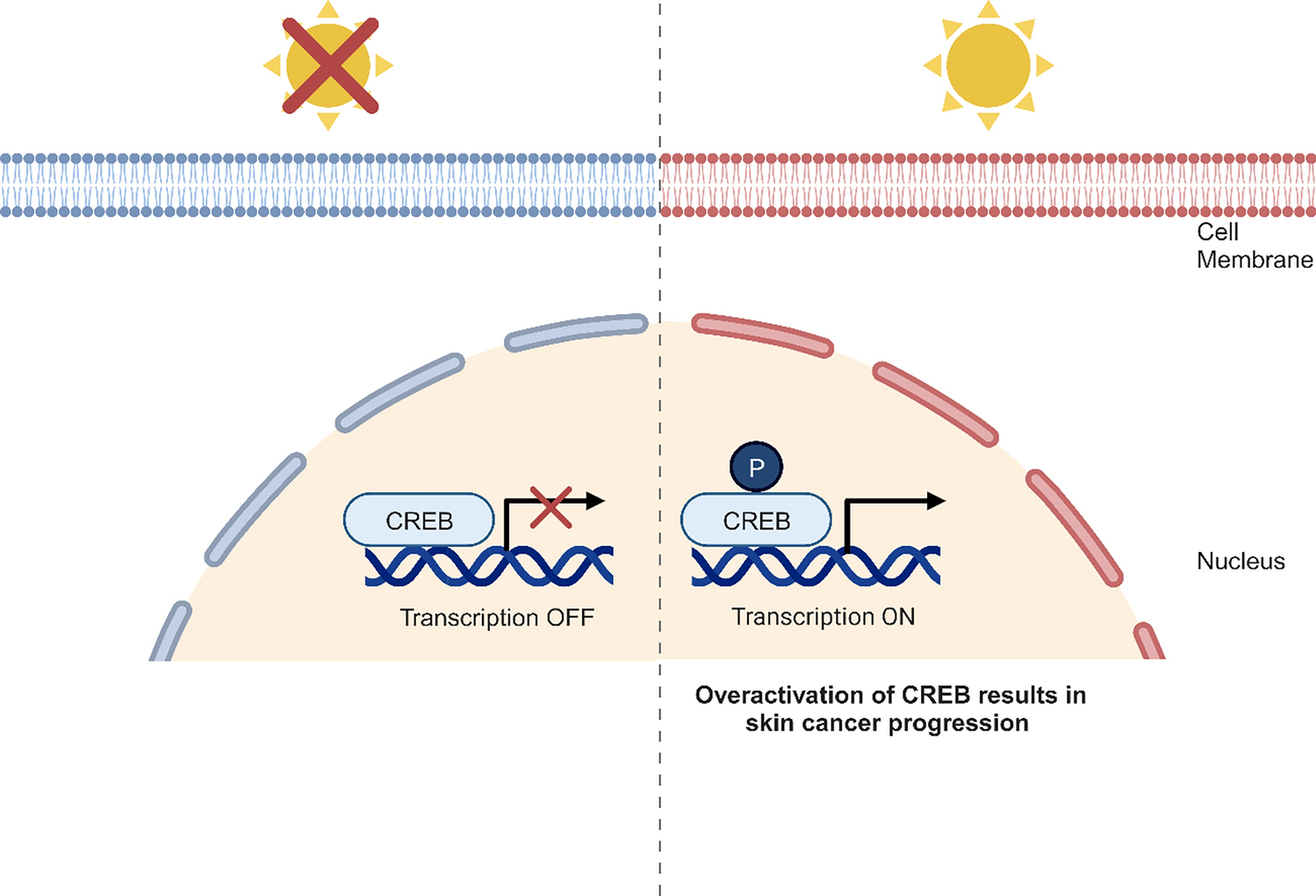 Cyclic AMP-regulatory element-binding protein: a novel UV-targeted transcription factor in skin cancer