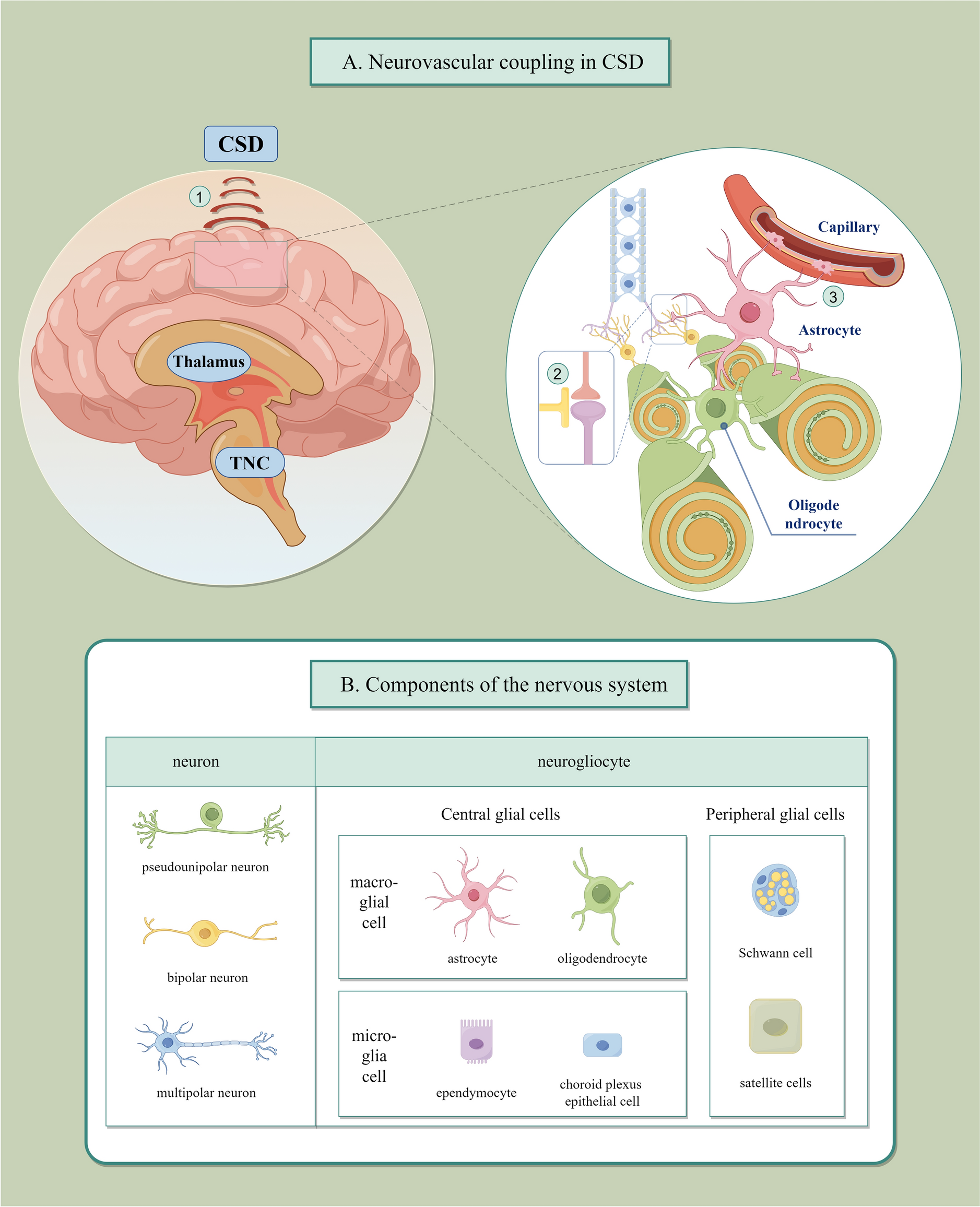 The Role of Astrocytes in Migraine with Cortical Spreading Depression: Protagonists or Bystanders? A Narrative Review