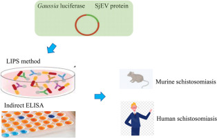 Development of a Gaussia luciferase immunoprecipitation assay for detecting Schistosoma japonicum infection