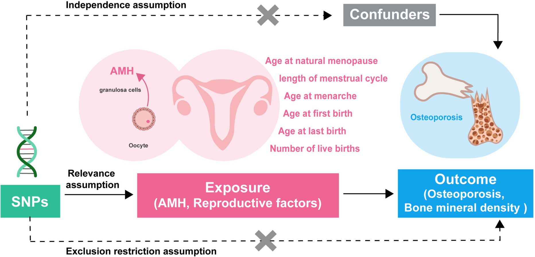 Genetic Prediction of Osteoporosis by Anti-Müllerian Hormone Levels and Reproductive Factors in Women: A Mendelian Randomization Study