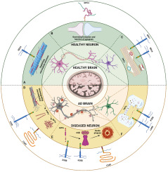 Heparan sulfate proteoglycans: Mediators of cellular and molecular Alzheimer's disease pathogenic factors via tunnelling nanotubes?