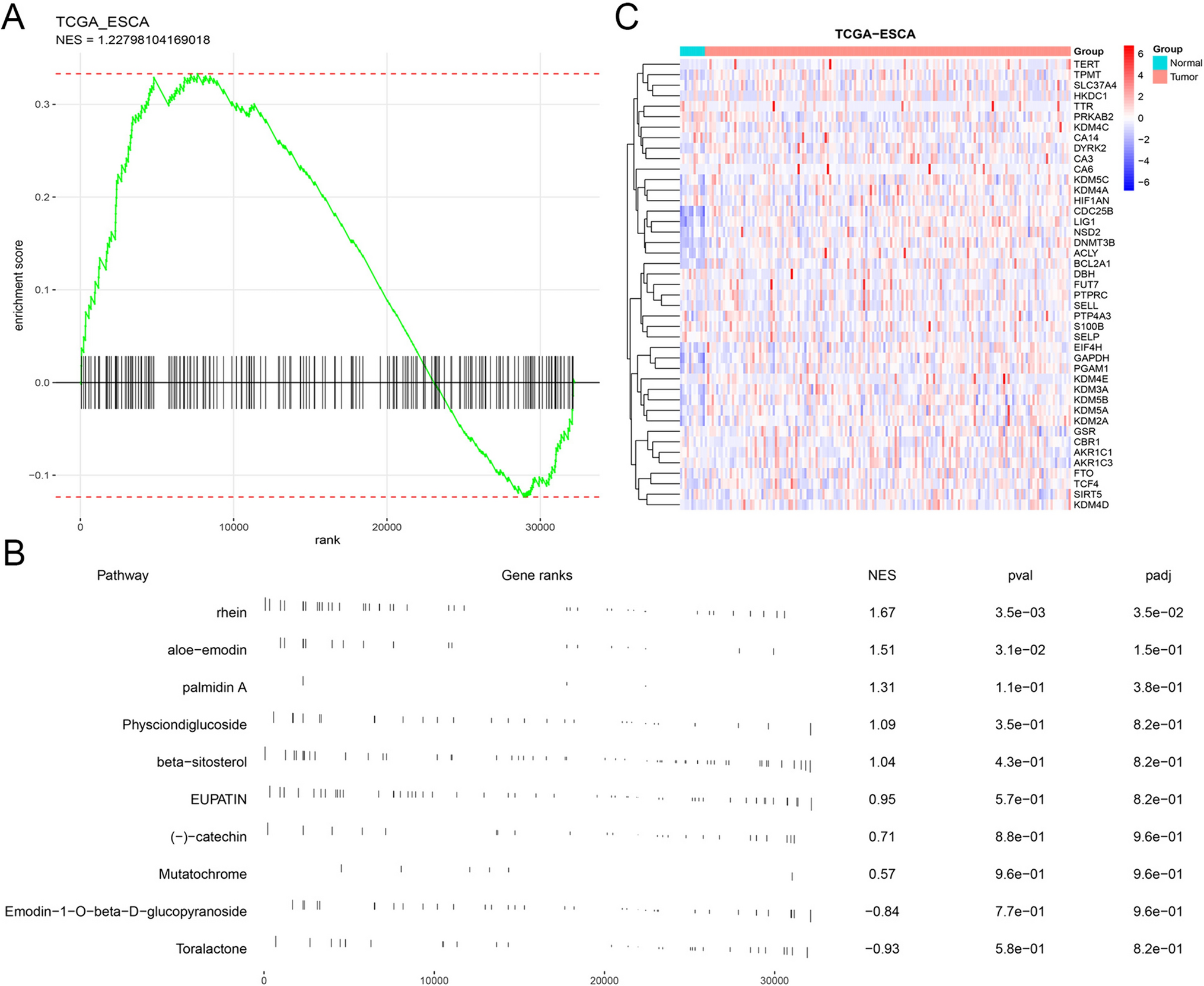Rhein suppresses esophageal cancer development by regulating cell cycle through DNMT3B gene