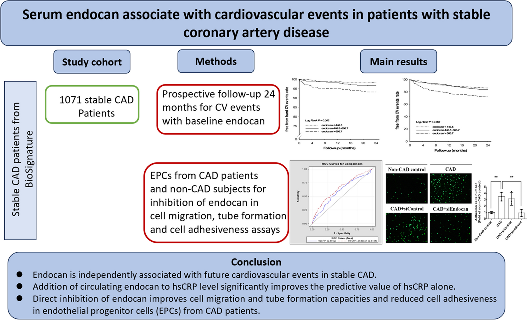 Novel prognostic impact and cell specific role of endocan in patients with coronary artery disease