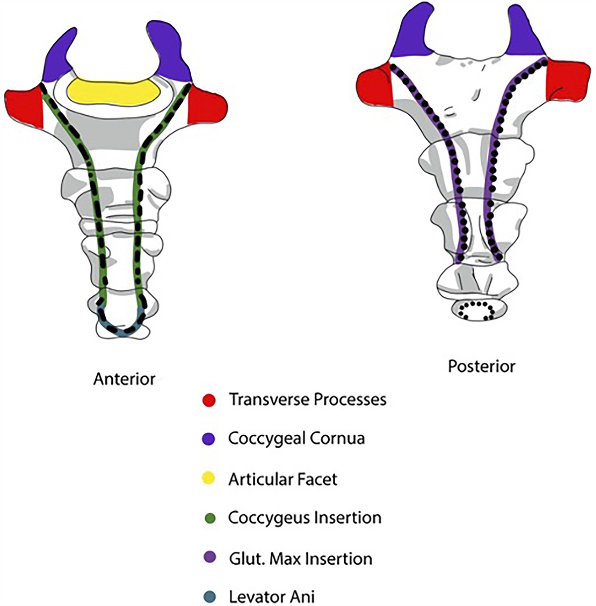 Coccydynia: A Review of Anatomy, Causes, Diagnosis, and Treatment