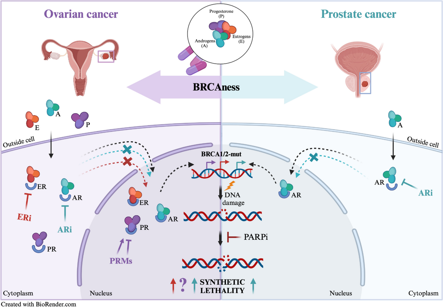 Novel frontiers in urogenital cancers: from molecular bases to preclinical models to tailor personalized treatments in ovarian and prostate cancer patients