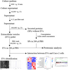 Giardia intestinalis extracellular vesicles induce changes in gene expression in human intestinal epithelial cells in vitro