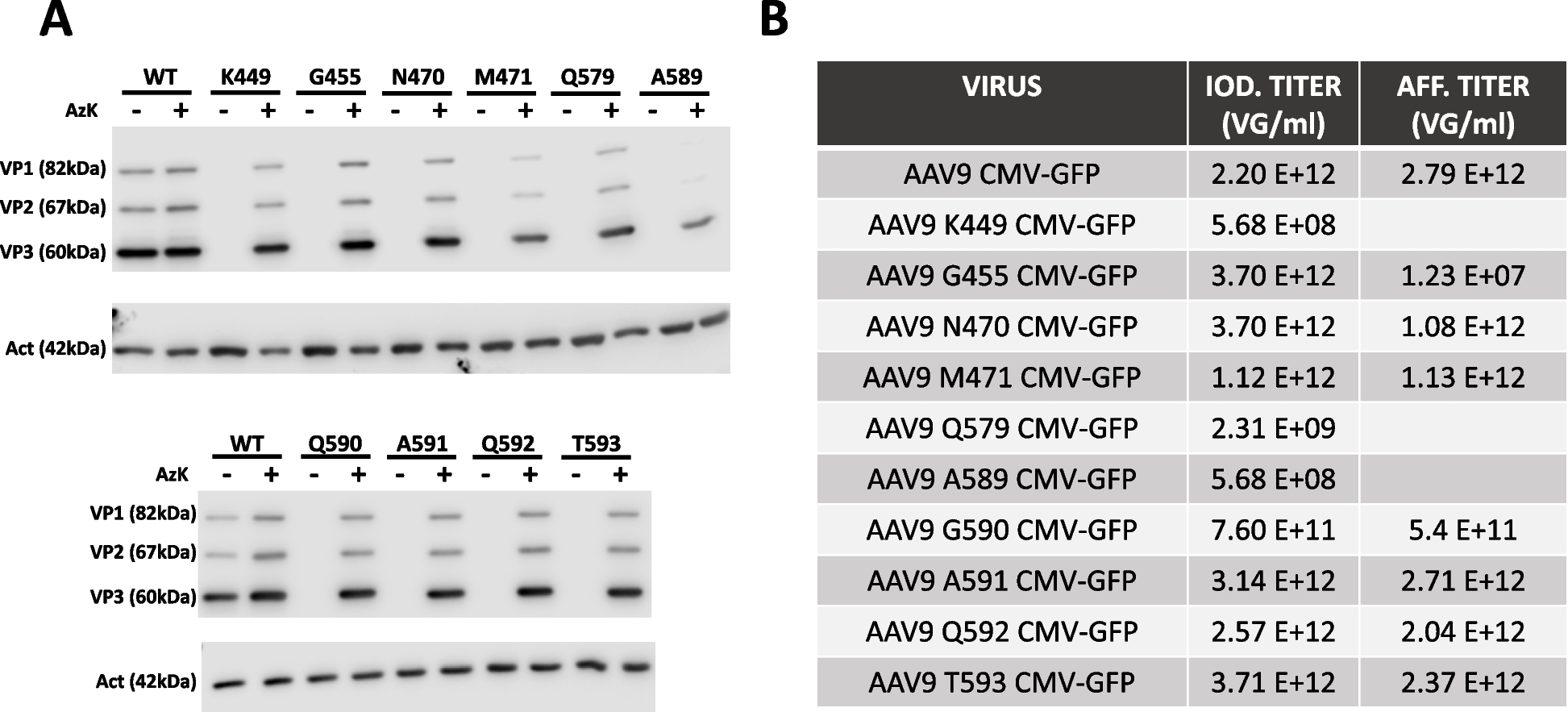 The infectivity of AAV9 is influenced by the specific location and extent of chemically modified capsid residues