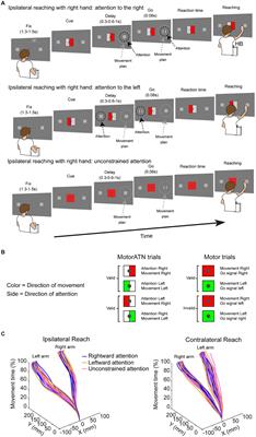 Modulation of reaching by spatial attention